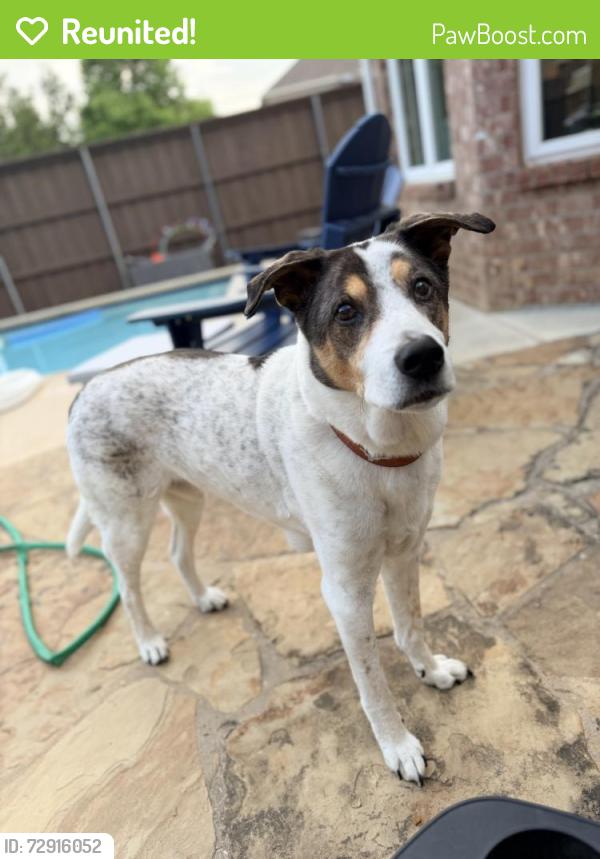Reunited Male Dog last seen Eisenhower and frankford , Carrollton, TX 75007