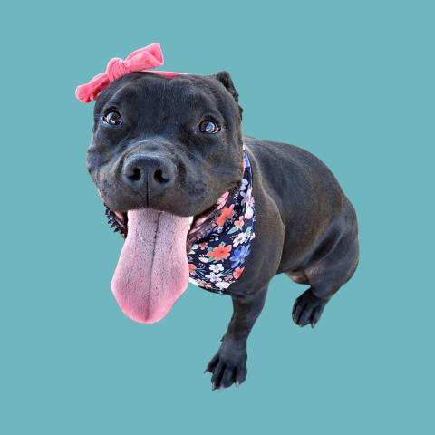 Shelter Stray Female Dog last seen Near BLOCK CHARLANA DR, BAKERSFIELD CA 93308, Bakersfield, CA 93308