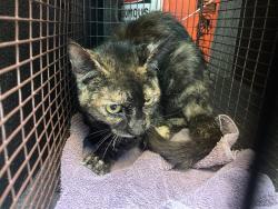 Shelter Stray Female Cat last seen Near BLK ALAMITOS AVE LONG BEACH CA 90813, Long Beach, CA 90815