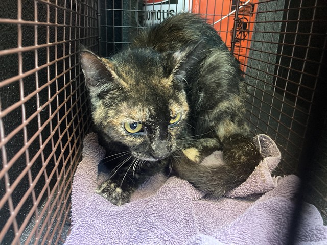 Shelter Stray Female Cat last seen Near BLK ALAMITOS AVE LONG BEACH CA 90813, Long Beach, CA 90815