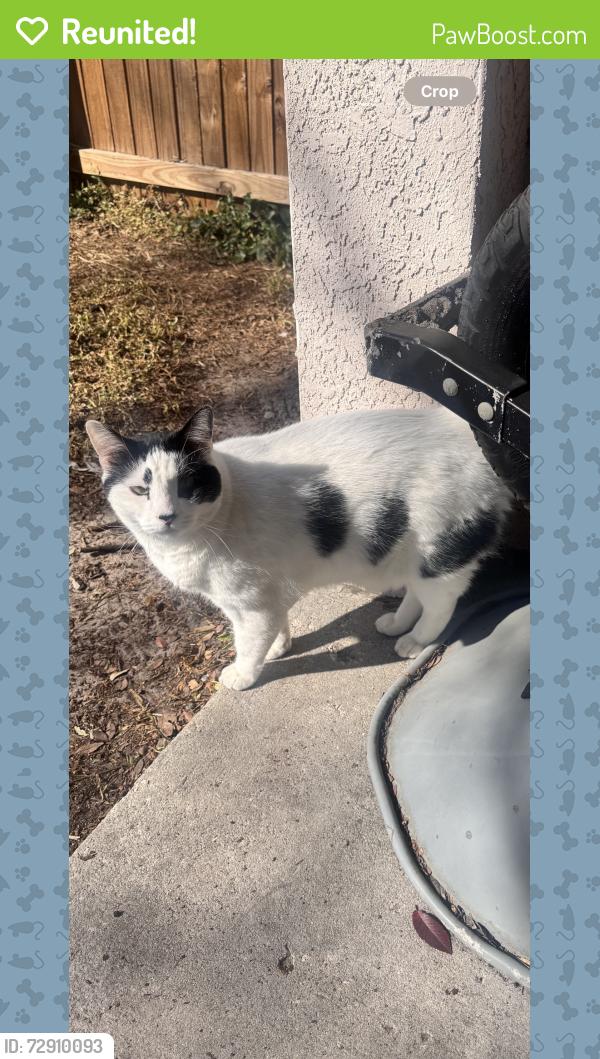 Reunited Male Cat last seen Chapel pines blvd and birdhouse dr, Wesley Chapel, FL 33545