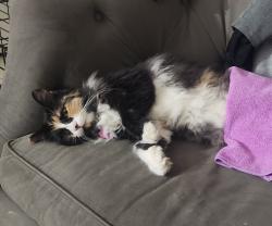 Reunited Female Cat last seen Newbury dr arlington tx , Arlington, TX 76014