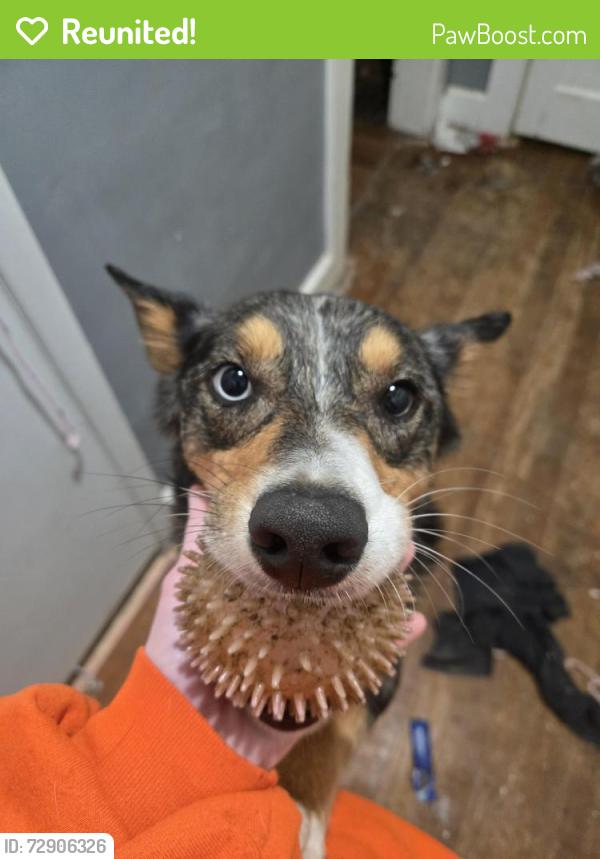 Reunited Male Dog last seen S Cory Lane near Culvers, Bloomington, IN 47403