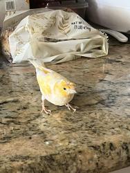 Lost Male Bird last seen Piedmont, Piedmont, CA 94611
