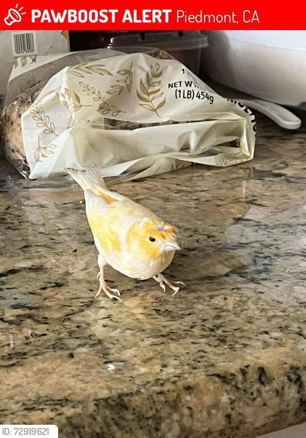 Lost Male Bird last seen Piedmont, Piedmont, CA 94611