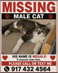 Lost Male Cat last seen Sunset cross valley verde , Henderson, NV 89014