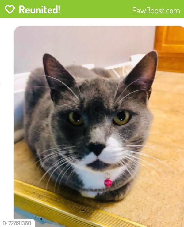 Reunited Female Cat last seen Midlothian and Crystal, Mundelein, IL 60060