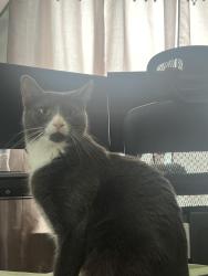 Lost Female Cat last seen Hitchcock & Stoneland Street, Worcester, MA 01603