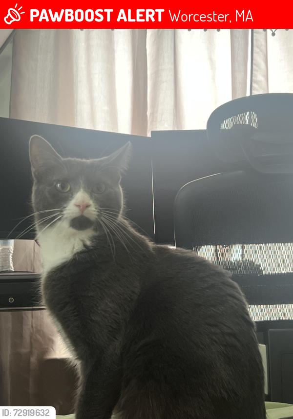 Lost Female Cat last seen Hitchcock & Stoneland Street, Worcester, MA 01603