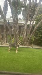 Reunited Male Dog last seen Santa Ana between 23 and 22, Costa Mesa, CA 92627