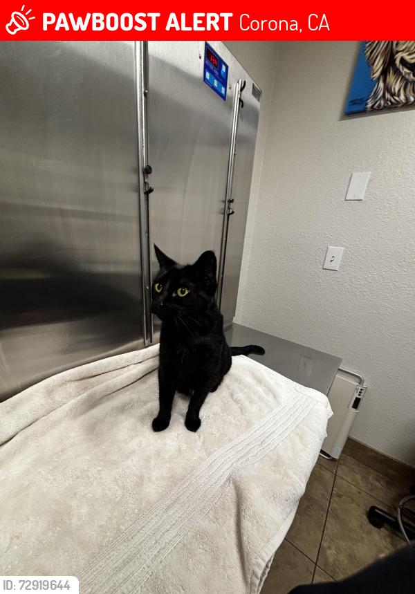 Lost Female Cat last seen Powell and Palmer , Corona, CA 92883