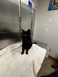 Lost Female Cat last seen Powell and Palmer , Corona, CA 92883