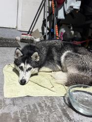 Found/Stray Female Dog last seen spirit lake road , Winter Haven, FL 33880