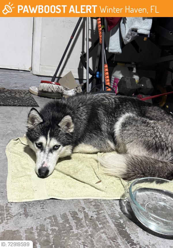 Found/Stray Female Dog last seen spirit lake road , Winter Haven, FL 33880