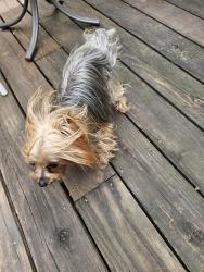 Reunited Male Dog last seen 65th Ave Brooklyn Park, Brooklyn Park, MN 55428