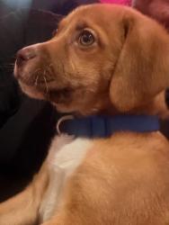 Found/Stray Male Dog last seen Anderson, Anderson, SC 29622