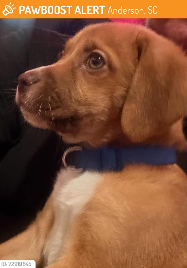 Found/Stray Male Dog last seen Anderson, Anderson, SC 29622
