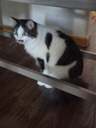 Lost Male Cat last seen The Fields in St Michael, Saint Michael, MN 55376