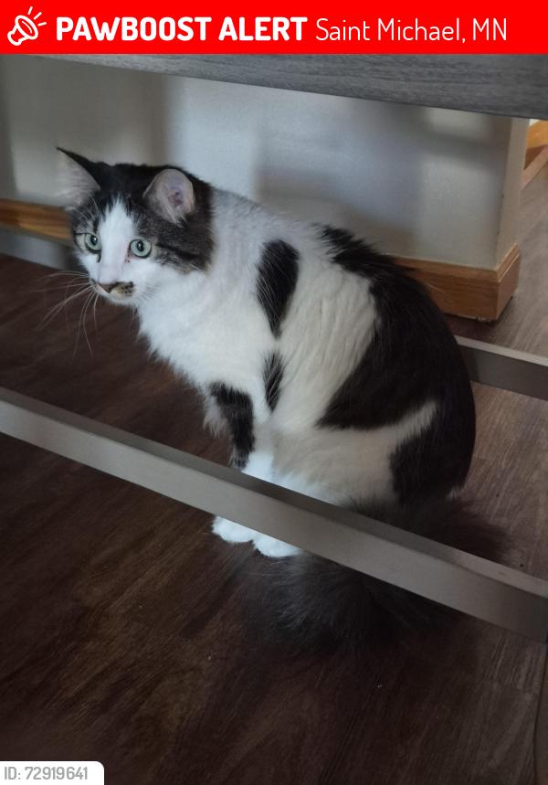 Lost Male Cat last seen The Fields in St Michael, Saint Michael, MN 55376