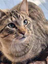 Lost Male Cat last seen Fairview & Pierce Butler, Saint Paul, MN 55104