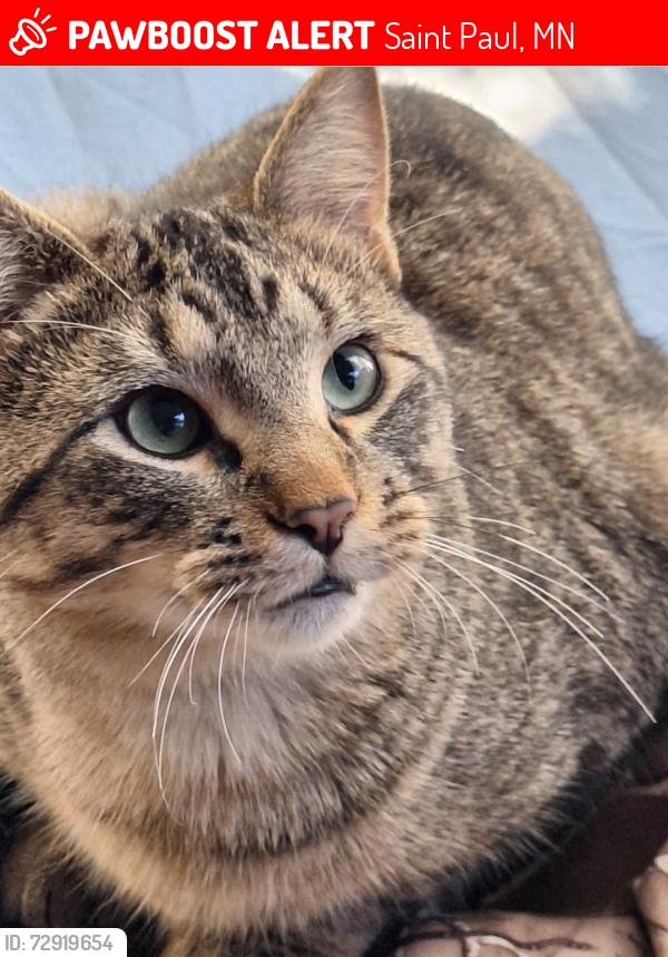 Lost Male Cat last seen Fairview & Pierce Butler, Saint Paul, MN 55104