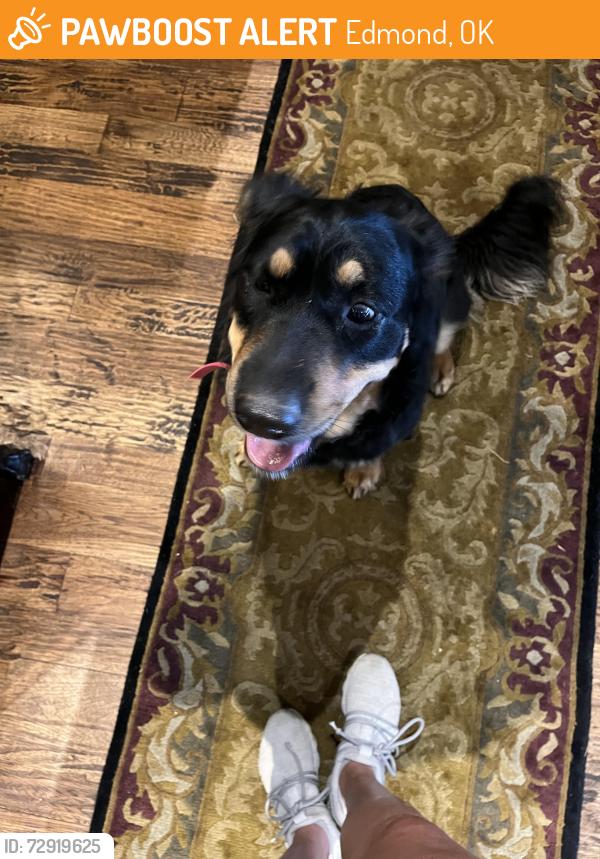 Found/Stray Female Dog last seen N. Bryant and Coffee Creek, Edmond, OK 73034