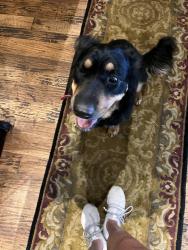 Found/Stray Female Dog last seen N. Bryant and Coffee Creek, Edmond, OK 73034