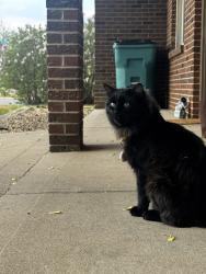 Reunited Male Cat last seen Monfort park , Greeley, CO 80634