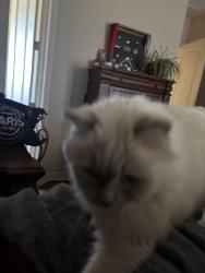 Reunited Female Cat last seen Near Kendall jackson, Comfort, TX 78013