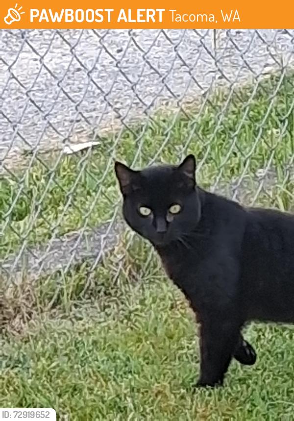 Found/Stray Unknown Cat last seen Bob's Market, Tacoma, WA 98408