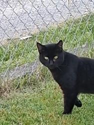 Found/Stray Unknown Cat last seen Bob's Market, Tacoma, WA 98408