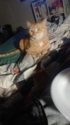 Lost Female Cat last seen Green pasture ln 27326 ruffin nc, Ruffin, NC 27326