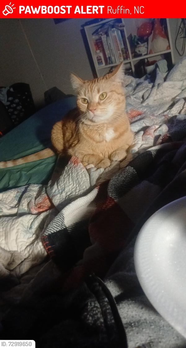Lost Female Cat last seen Green pasture ln 27326 ruffin nc, Ruffin, NC 27326