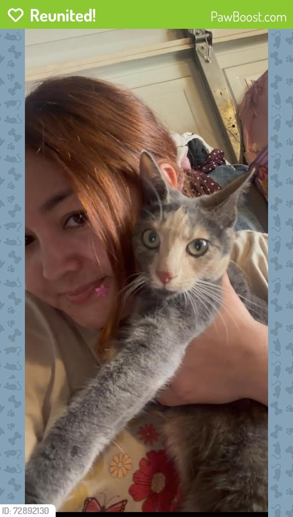Reunited Female Cat last seen Near Rush St South El Monte, CA  91733 United States, South El Monte, CA 91733