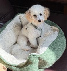 Lost Female Dog last seen Kingman Drive in Xenia, Ohio, Xenia, OH 45385