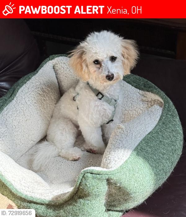 Lost Female Dog last seen Kingman Drive in Xenia, Ohio, Xenia, OH 45385