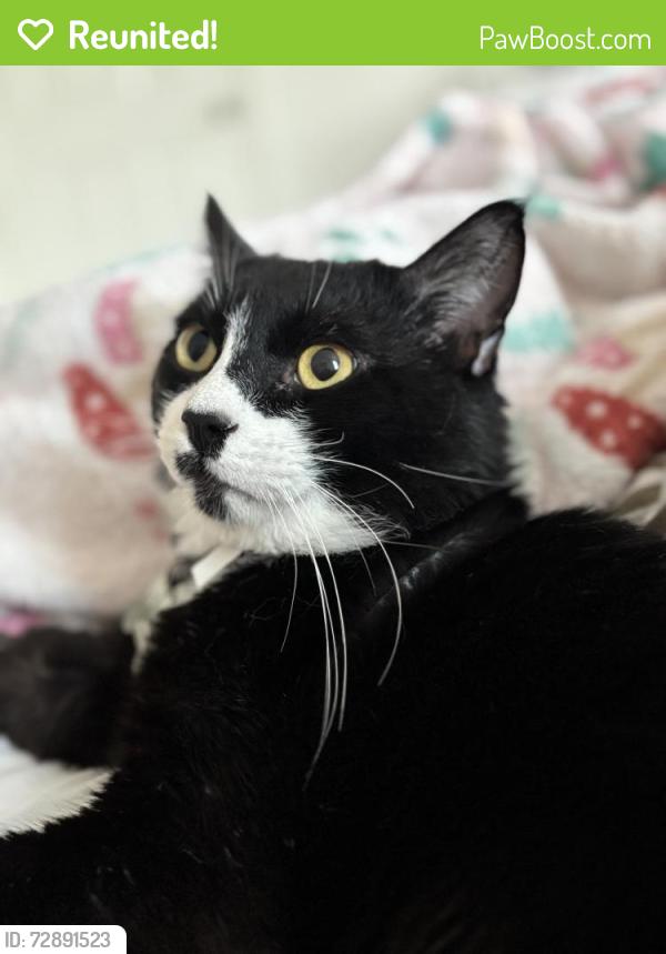 Reunited Male Cat last seen Homecoming at Eastvale , Eastvale, CA 91752