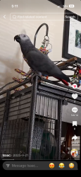 Lost Male Bird last seen Passons Blvd, Pico Rivera, CA 90660