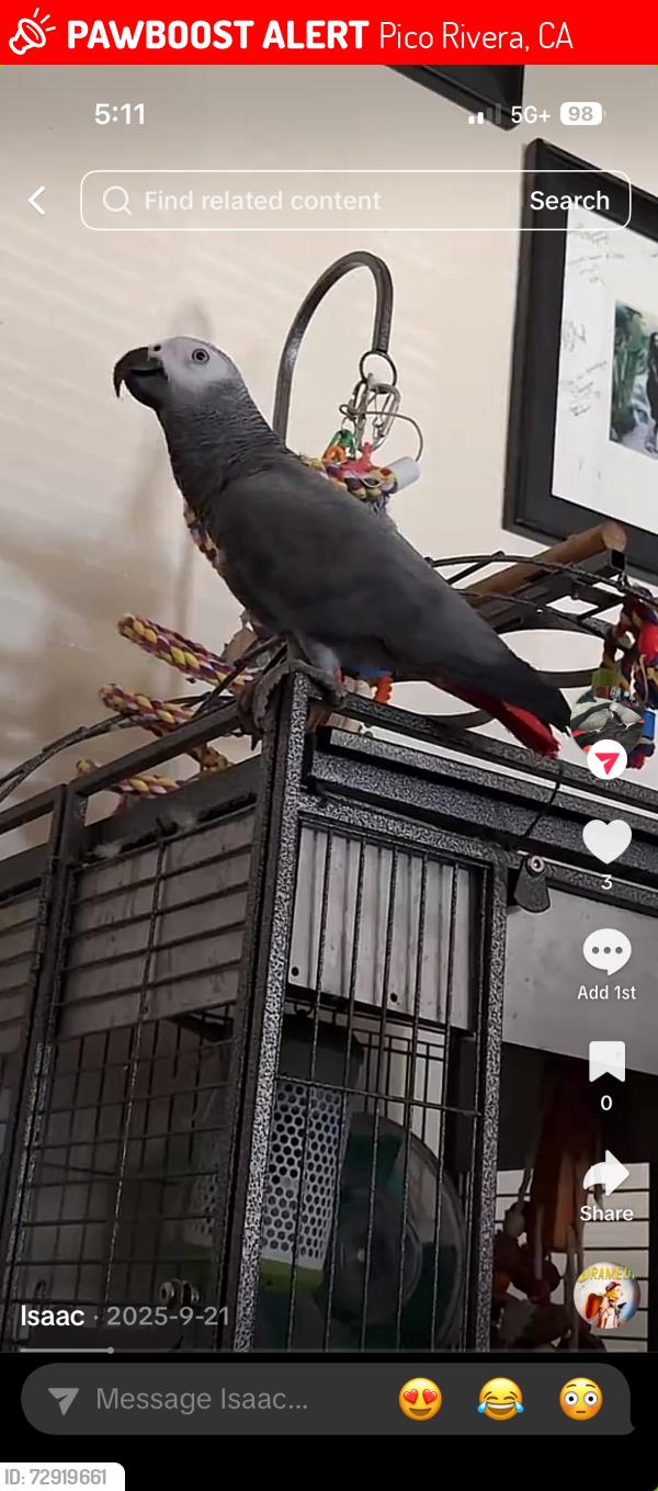 Lost Male Bird last seen Passons Blvd, Pico Rivera, CA 90660