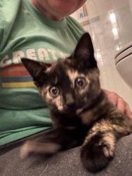 Reunited Female Cat last seen LeConte and Sandy Springs, Maryville, TN 37803