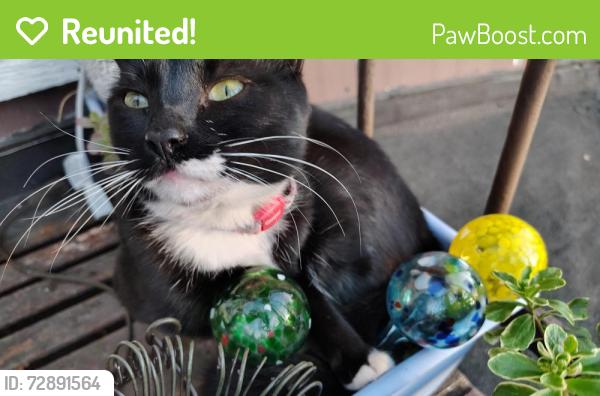 Reunited Female Cat last seen Park Ave and Yale Ave Swarthmore Pa 19081, Swarthmore, PA 19081