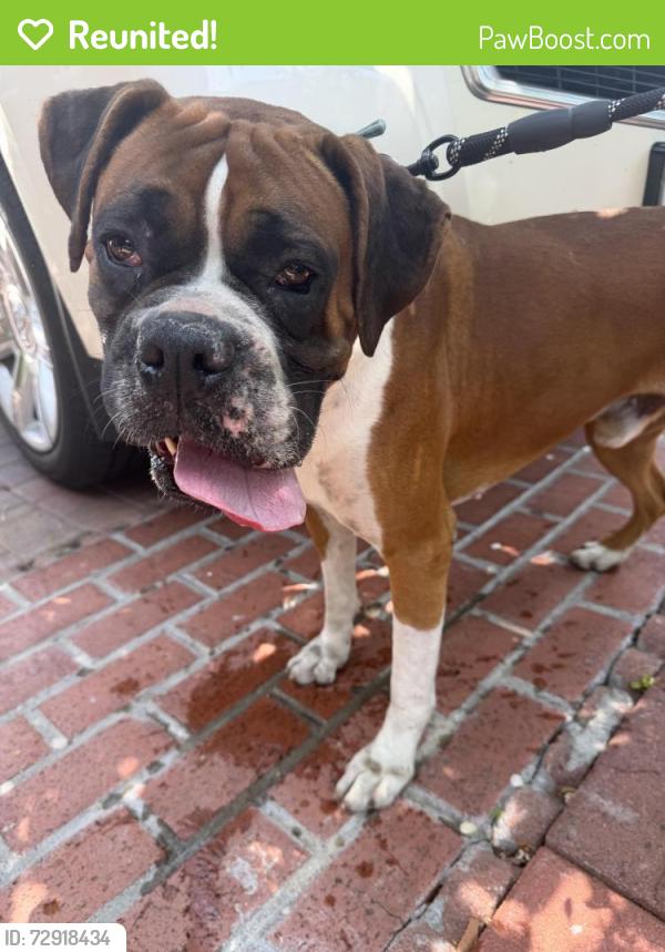 Reunited Male Dog last seen Long Beach Blvd. & Tenaya Ave. Lynwood, Lynwood, CA 90262