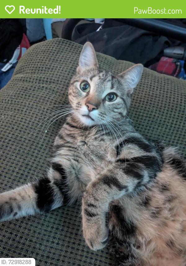 Reunited Male Cat last seen Duff court, Montréal, QC H8S