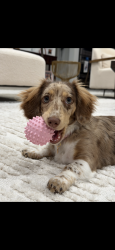 Reunited Female Dog last seen Sommers bend community , Temecula, CA 92591