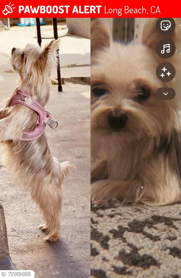Lost Female Dog last seen Long Beach, market ( northside Long Beach) , Long Beach, CA 90805