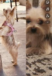 Lost Female Dog last seen Long Beach, market ( northside Long Beach) , Long Beach, CA 90805