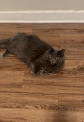 Reunited Female Cat last seen Near W Rosemont, Chicago, IL 60659