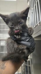 Shelter Stray Male Cat last seen Rancho Cordova, CA 95670, Sacramento, CA 95828