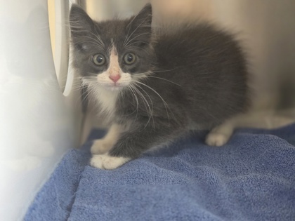 Shelter Stray Female Cat last seen Near Tradewind Dr, 75150, TX, Mesquite, TX 75149