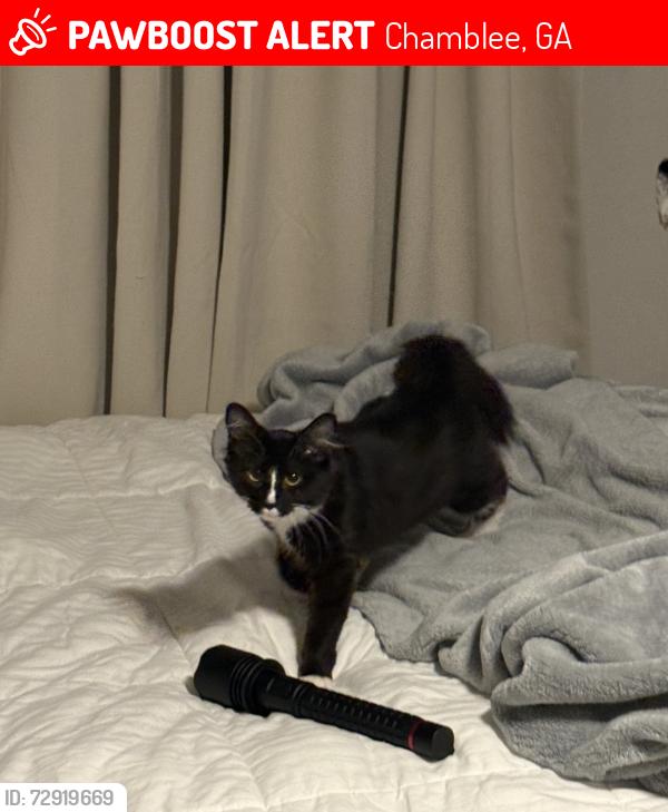 Lost Female Cat last seen Near 4th street, Chamblee, GA 30341